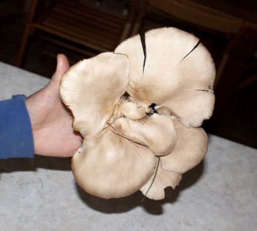 mushroom-1-1
